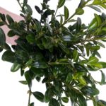 Buxus-paastakjes-voor-palmpasen-2