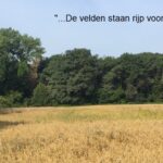 cropped-korenveld-tekst